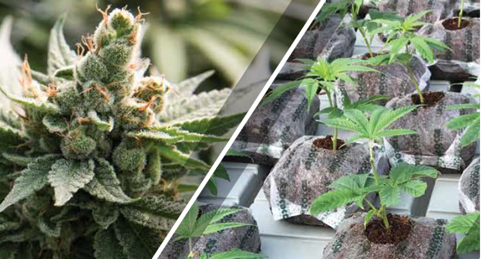 up close shot of cannabis bud and cannabis plants in riococo starter blocks of coco coir