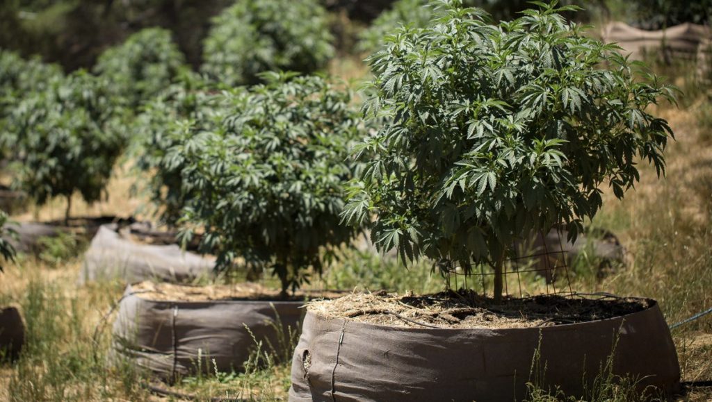 RIOCOCO MMJ offers the best quality brick of coco coir